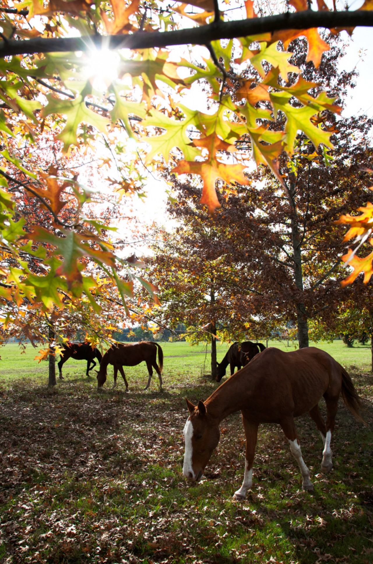 FINCAS EXCLUSIVAS EL CAMPO - CARDALES